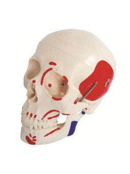 LIFE SIZE SKULL WITH PAINTED MUSCLE